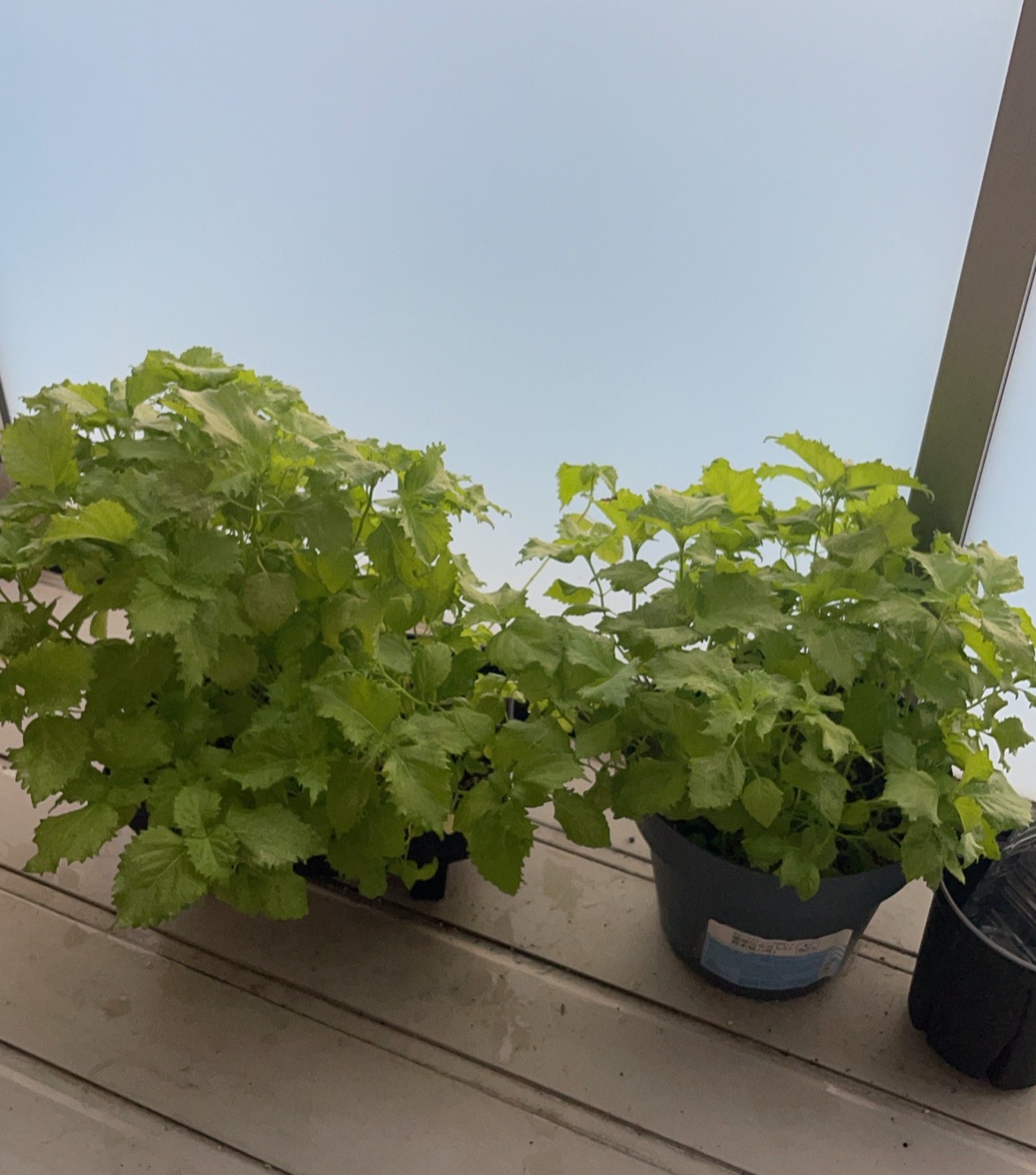 鉢植えの植物を少し離れた位置から撮影した全体記録