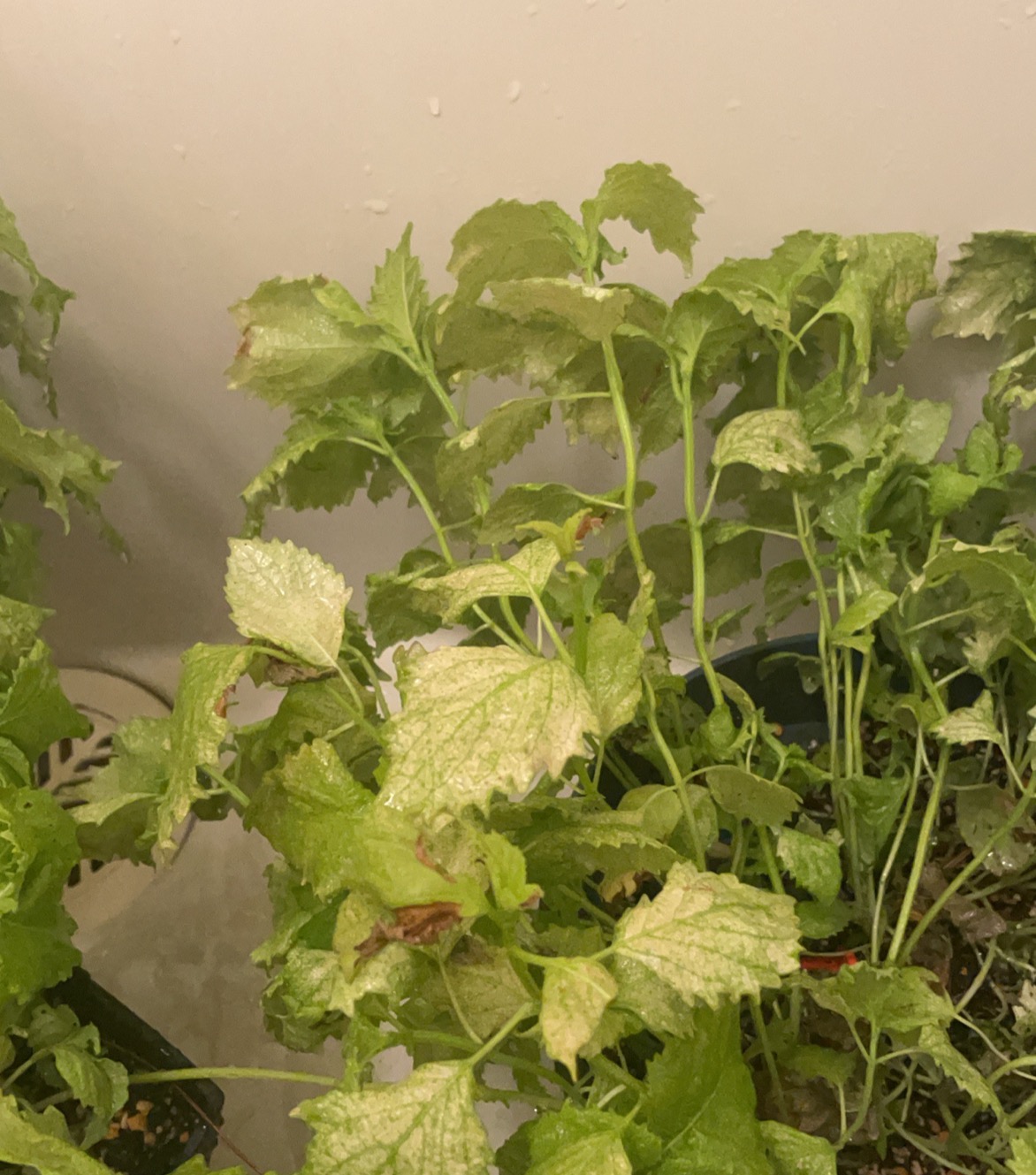 葉の色や斑点の見え方を確認するために撮影した植物の接写